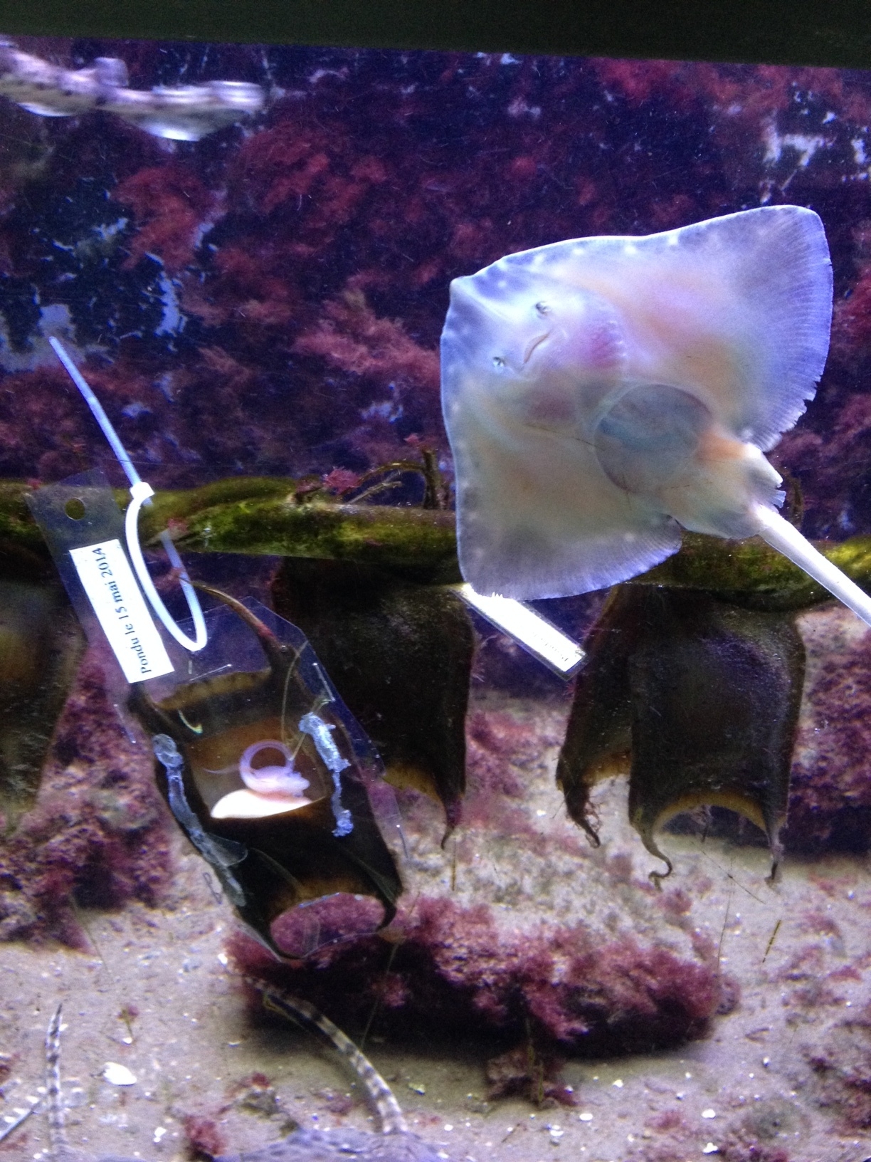 Naissance de bébés raies à l'aquarium de Maréis - La Voix du Nord